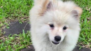 liten pomeranian är löpning runt om har roligt. video