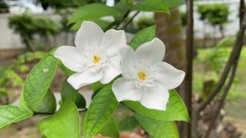 des fleurs blanches à cinq pétales fleurissent, de couleur blanche, de petits cinq pétales au pollen jaune video