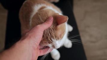 man petting red cat video