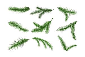 Set of hand drawn fir tree branches. Christmas and New Year green conifer plant elements. Isolated on white background vector