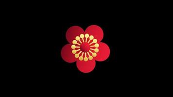 Animation red flower chinese style isolate with black background. video