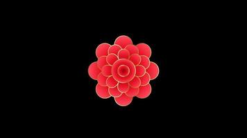 Animation red flower chinese style isolate with black background. video