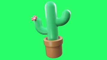 símbolo de cactus verde de animación aislado en pantalla verde. video