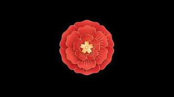 Animation red flower chinese style isolate with black background. video