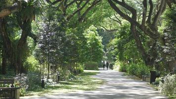 Walkway through lush overhanging trees and plants video