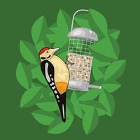 Greater spotted woodpecker on a garden bird feeder vector