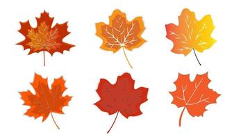 Autumn leaves isolated on white background vector