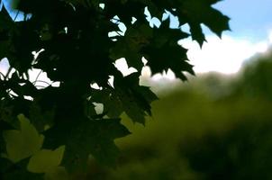 Summer landscape in green wood photo