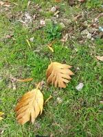 hojas de otoño en la hierba foto