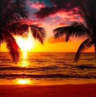 Beautiful sunset tropical beach with palm tree and pink sky for travel and vacation in holiday relax time photo