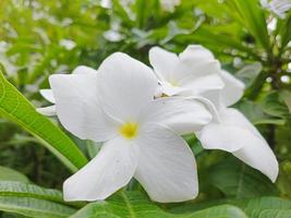 fotografía de flores blancas con hojas verdes de fondo. salir en invierno foto