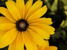 Yellow Gloriosa Daisy photo