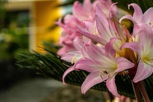 Close up at beautiful pink and white flower Lily photo