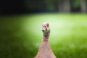 retrato de ganso egipcio alopochen aegyptiacus, ganso está mirando a la cámara foto