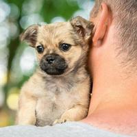 pequeño cachorro sentado en el hombro foto