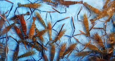 Top view of many head of shrimp or river prawns on blue water tank at street food market. Close up fresh Seafood and Animal concept. photo