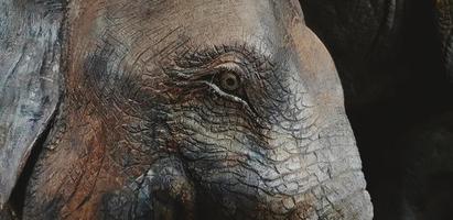 Close up head of brown wooden elephant statue and eye . Art of object, animal and portrait concept.