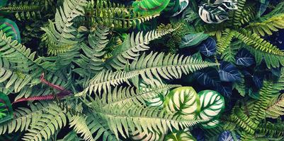 Fern and green leaves background. Plant growth or nature wallpaper. Ornamental tree for decoration in vintage or blue tone. Beautiful natural concept photo