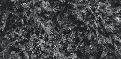 helecho, flor, enredadera, vid o hiedra y deja la pared de fondo en tono monocromático. papel tapiz natural o patrón natural. temporada de frescura. concepto de árbol, selva o bosque en tono blanco y negro. foto