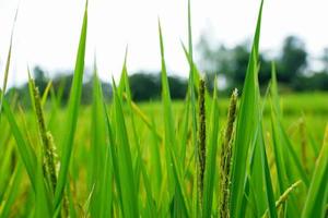 hermosas espigas de arroz en crecimiento en el campo de tailandia. foto