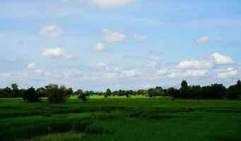 view rice field. photo