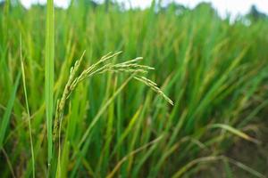 hermosas espigas de arroz en crecimiento en el campo de tailandia. foto