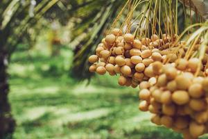 manojo de dátiles amarillos en la palmera datilera. foto