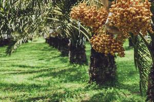 manojo de dátiles amarillos en la palmera datilera. foto