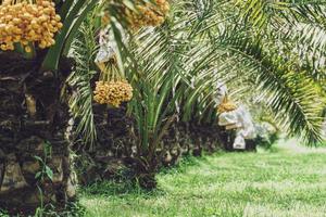 Bunch of yellow dates on date palm. photo