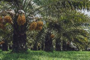 Bunch of yellow dates on date palm. photo