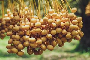 Bunch of yellow dates on date palm. photo