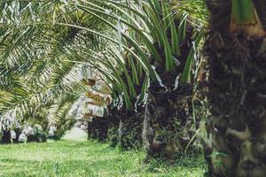 Bunch of yellow dates on date palm. photo