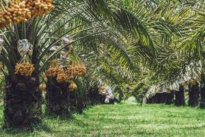 manojo de dátiles amarillos en la palmera datilera. foto