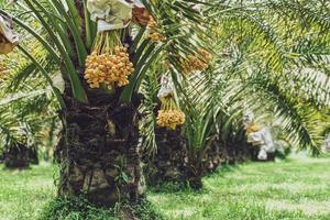 manojo de dátiles amarillos en la palmera datilera. foto