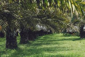 Bunch of yellow dates on date palm. photo