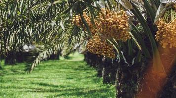Bunch of yellow dates on date palm. photo
