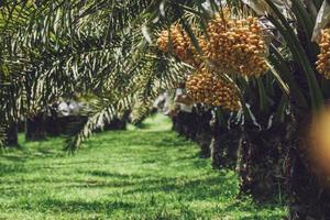 Bunch of yellow dates on date palm. photo