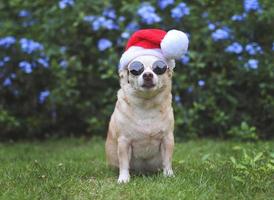 brown  Chihuahua dog wearing sunglasses and  Santa Claus hat sitting on green grass in the garden with purple flowers background, copy space, looking at camera. Christmas and New year. photo