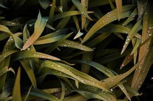 Close-up shot of dense grassy stems with dew drops. Macro shot of wet grass as background image for nature concept photo