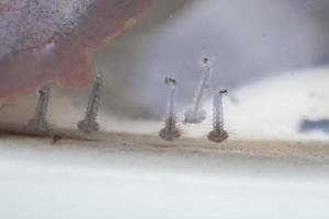 Mosquito larvae in stagnant water close up photo