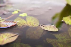 lotus leaves close up in the pond photo