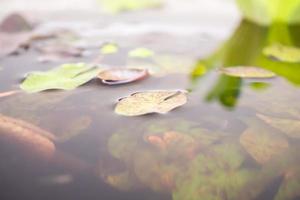 lotus leaves close up in the pond photo