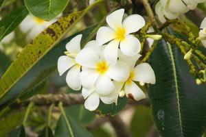 White Frangipani flower Plumeria alba with green leaves photo