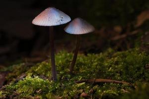 dos champiñones pequeños de filigrana sobre musgo con punto de luz en el bosque. suelo del bosque foto