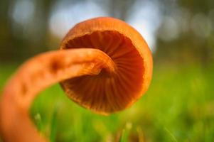 Orange filigree mushrooms on a meadow. Macro view from the habitat. Nature photo. Photo from Brandenburg
