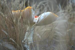 seta, borrosa y soñadora, en la hierba del bosque. hongo venenoso. foto