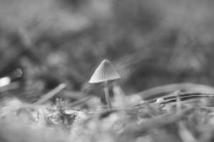 un pequeño hongo de filigrana, tomado en blanco y negro, con una luz tenue. foto