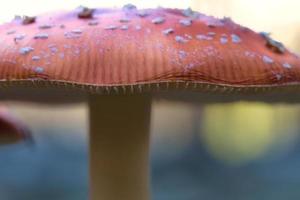 Toadstool, blurry and dreamy, in the grass in the forest. Poisonous mushroom. photo