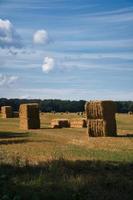 Straw bales on a harvested wheat field. Food supply. Agriculture to feed humanity photo