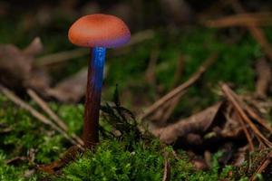 Orange filigree mushrooms in moss on forest floor. Macro view from the habitat. photo